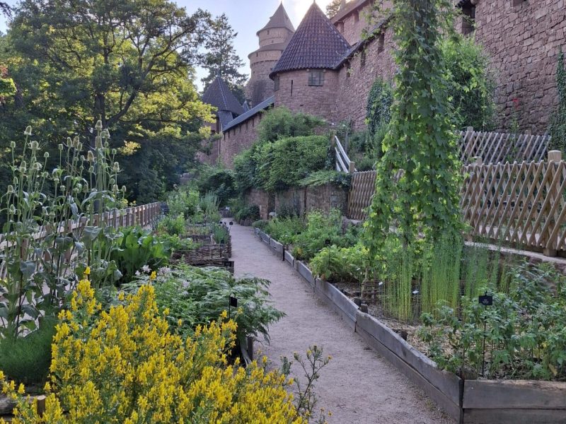 Jardin médiéval du Haut-Koenigsbourg et façade sud
