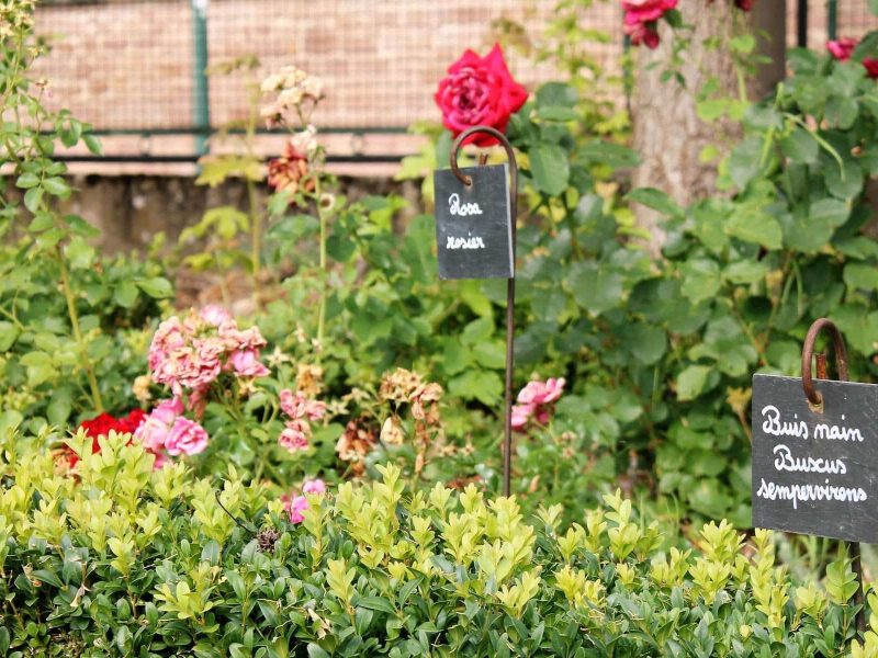 Jardin médiéval à Kintzheim SHKT