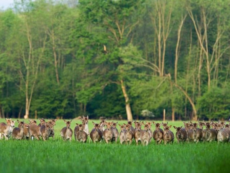 Les daims de l'Illwald Harde de daims dans prés de la réserve de l'Illwald